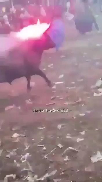 סערת ענק בקולומביה: שור זועם עם חומרי נפץ התפרץ לקהל 