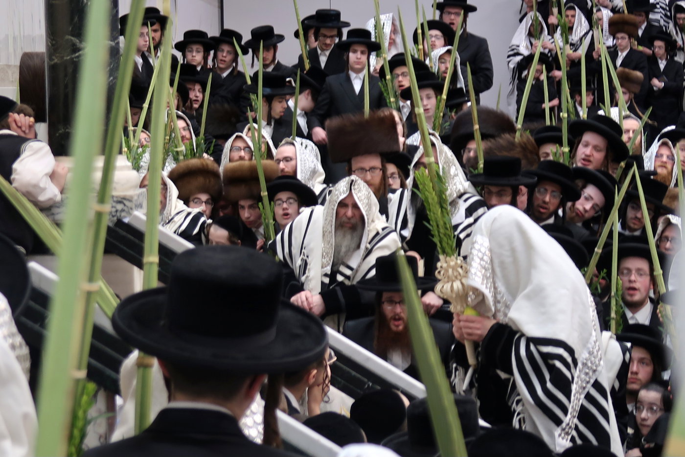 האדמו"ר מסאטמר בעבודת הנענועים