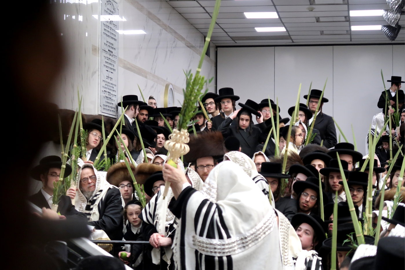 האדמו"ר מסאטמר בעבודת הנענועים