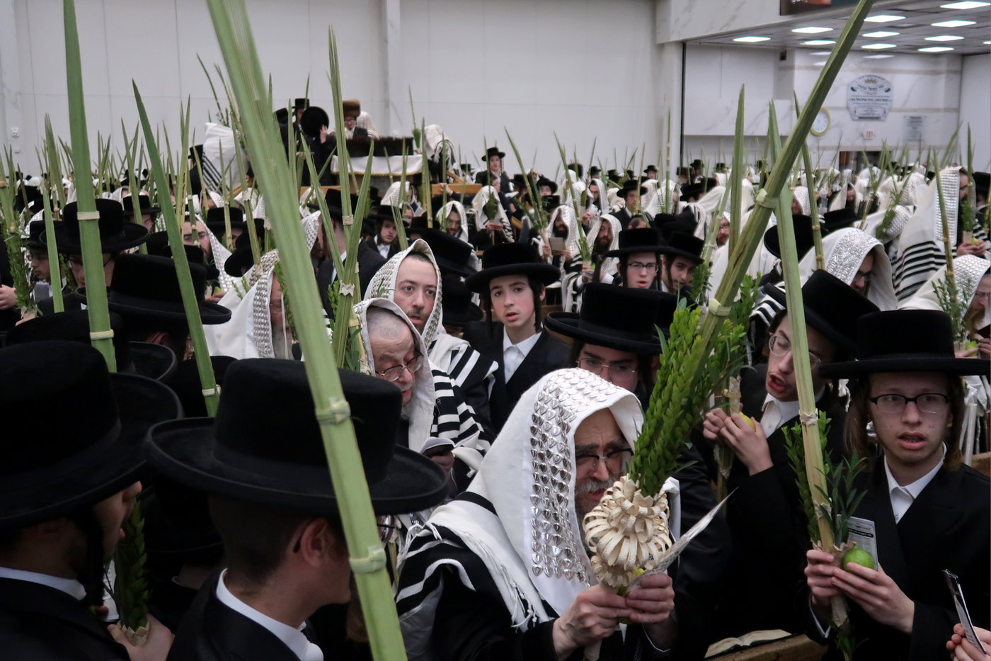 האדמו"ר מסאטמר בעבודת הנענועים