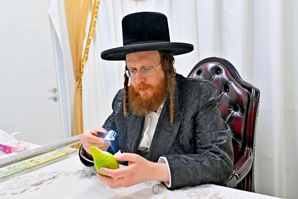 סוכות בחצר הקודש ספינקא בית שמש