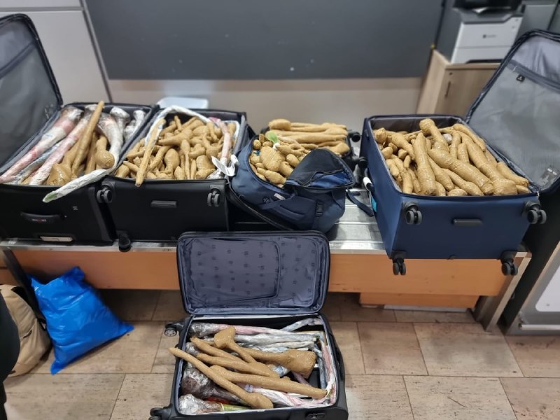 אוצר בוטני: 300 שתילים מיסתוריים נתפסו אצל רופא שחזר מחו״ל