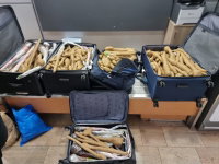 אוצר בוטני: 300 שתילים מיסתוריים נתפסו אצל רופא שחזר מחו״ל