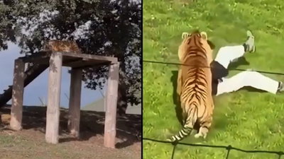 תיעד את עצמו דקות לפני שהותקף: סרטון חדש מהתקרית הקטלנית 