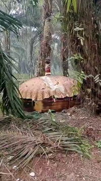תעלומה בלב מטע הדקלים: גוף ענק ומוזר צנח משום מקום 