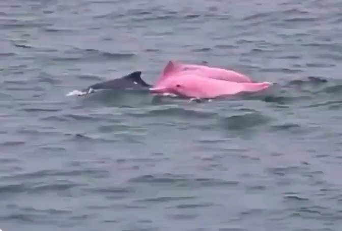 המראה הנדיר מול החוף: הדולפין הוורוד הפתיע את המתרחצים