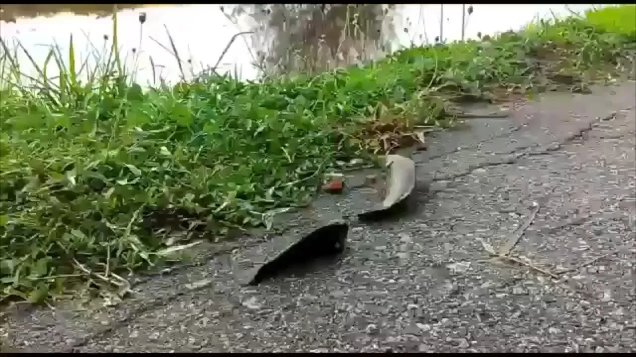 מסע מפתיע על הכביש: הדגים יצאו מהמים והחלו לצעוד בגשם