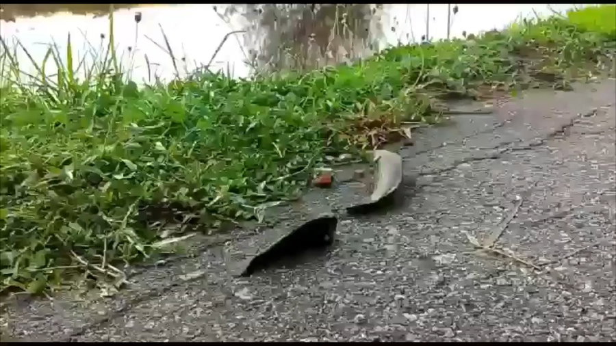מסע מפתיע על הכביש: הדגים יצאו מהמים והחלו לצעוד בגשם
