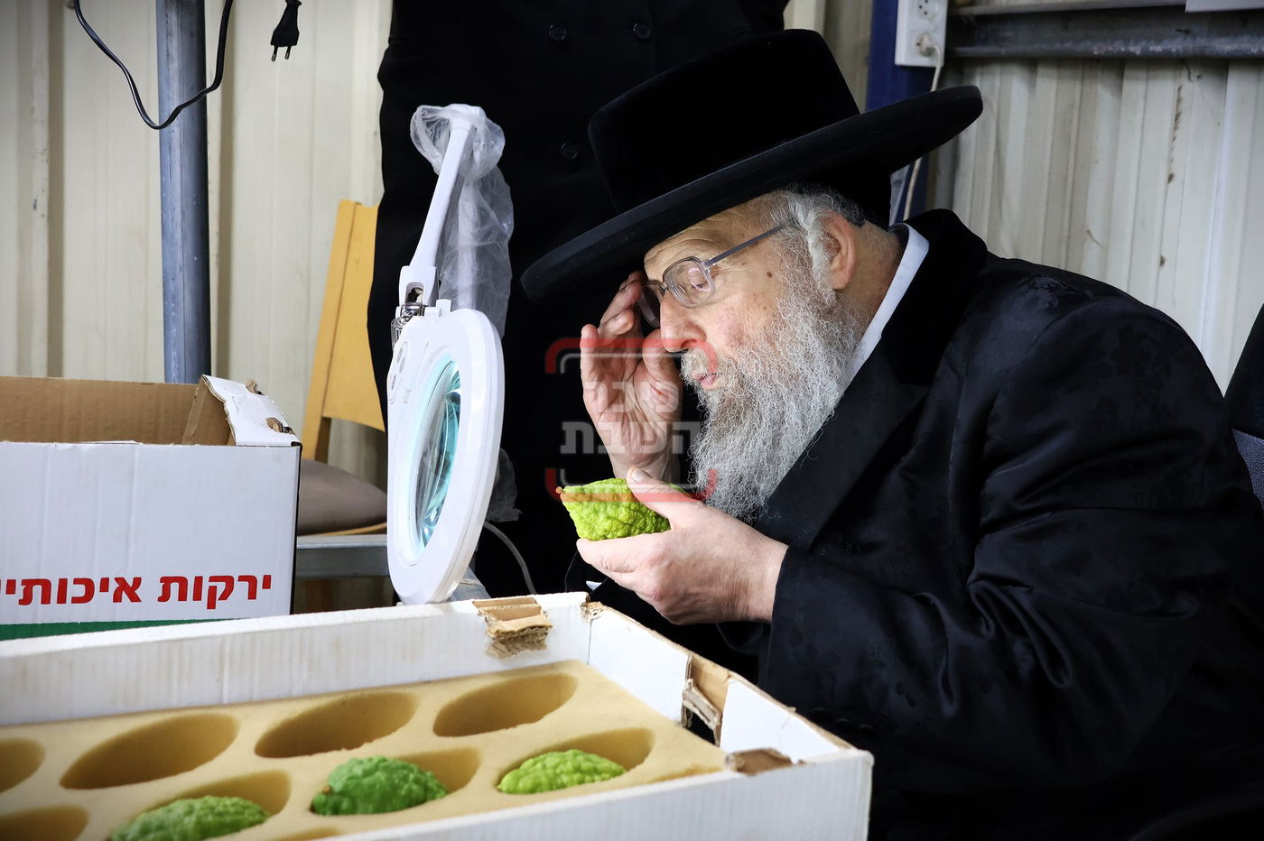 האדמו"ר מפינסק קרלין בבדיקת אתרוגים לחג הסוכות, בכפר חב"ד  