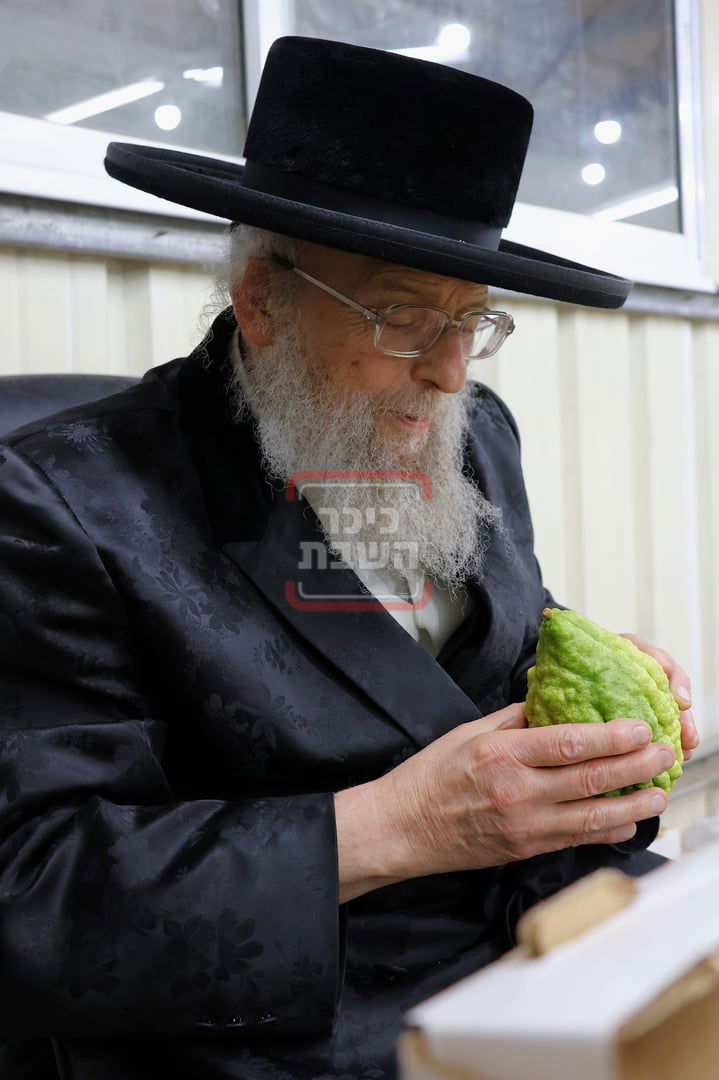 האדמו"ר מפינסק קרלין בבדיקת אתרוגים לחג הסוכות, בכפר חב"ד  