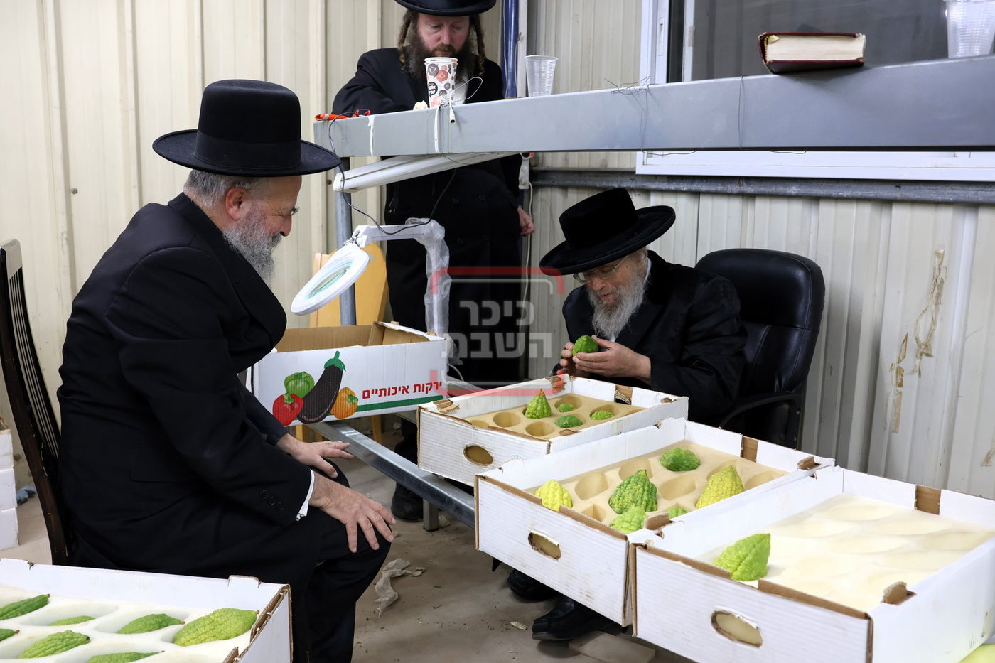 האדמו"ר מפינסק קרלין בבדיקת אתרוגים לחג הסוכות, בכפר חב"ד  