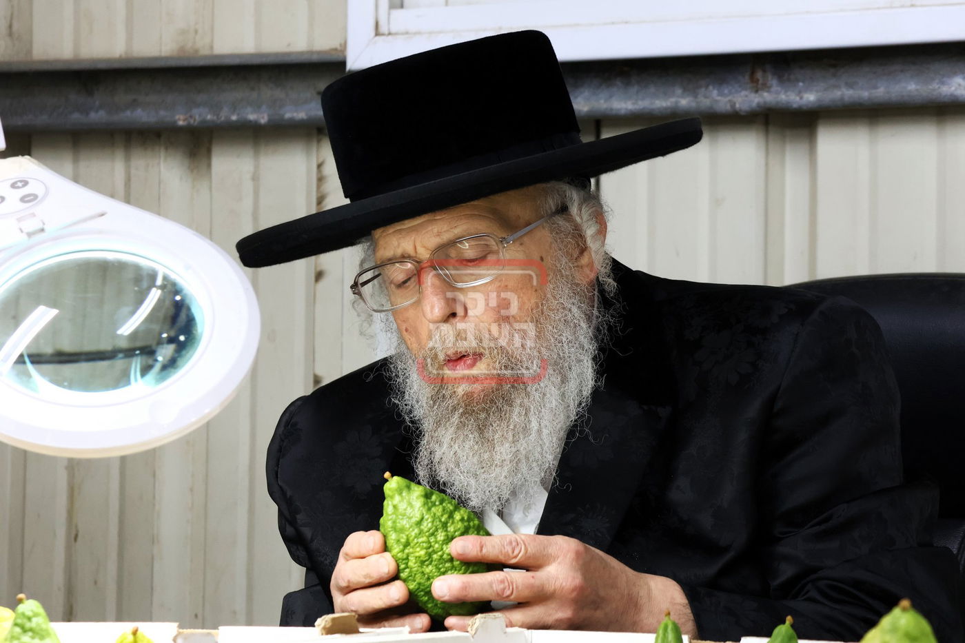 האדמו"ר מפינסק קרלין בבדיקת אתרוגים לחג הסוכות, בכפר חב"ד  
