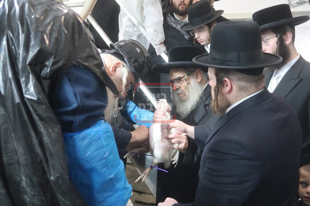 האדמו"ר מסאטמר בבית השחיטה בערב יום כיפור