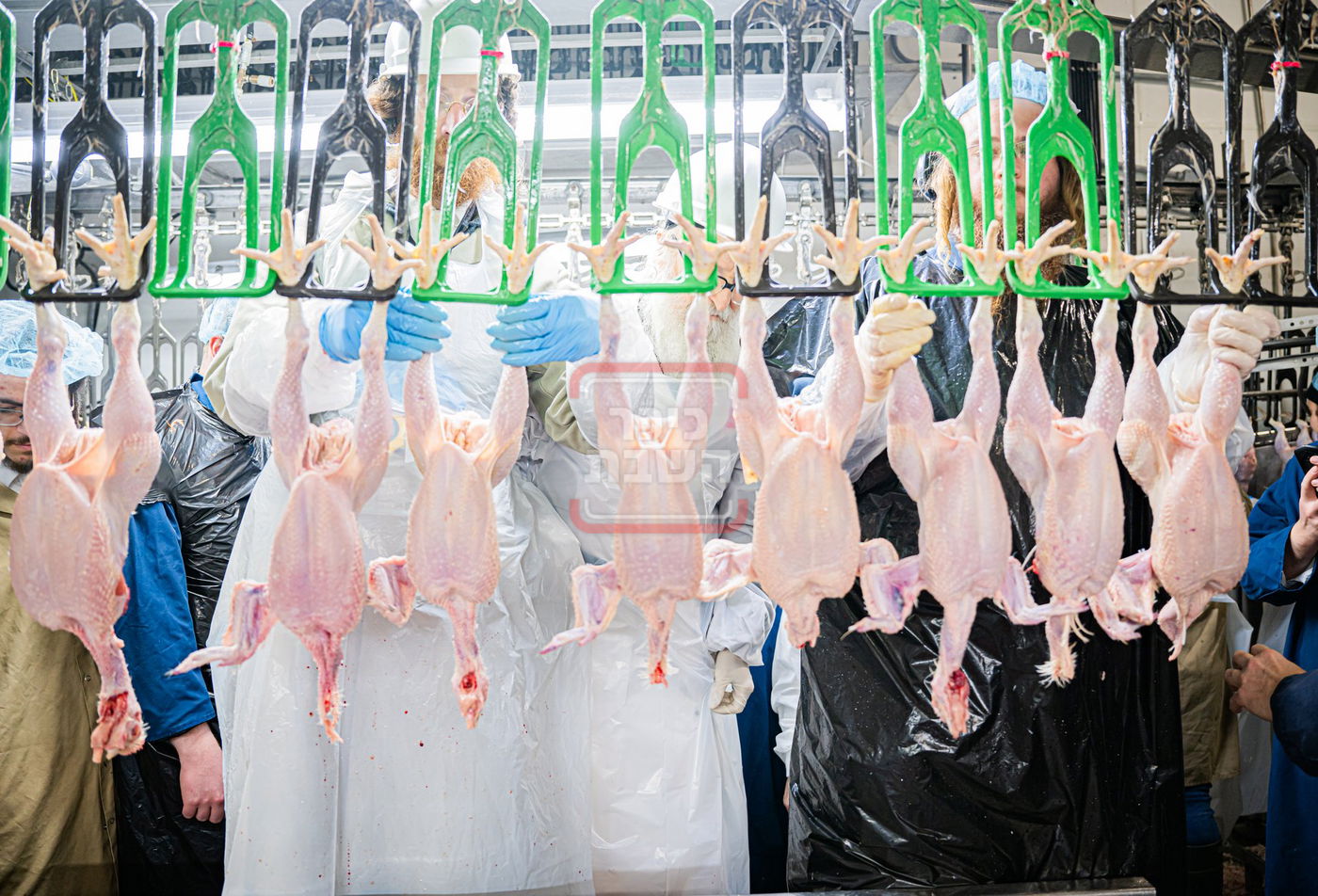 האדמו"ר מסערדאהעלי בסיור בבית השחיטה בקריית יואל עם האדמו"ר מסאטמר 