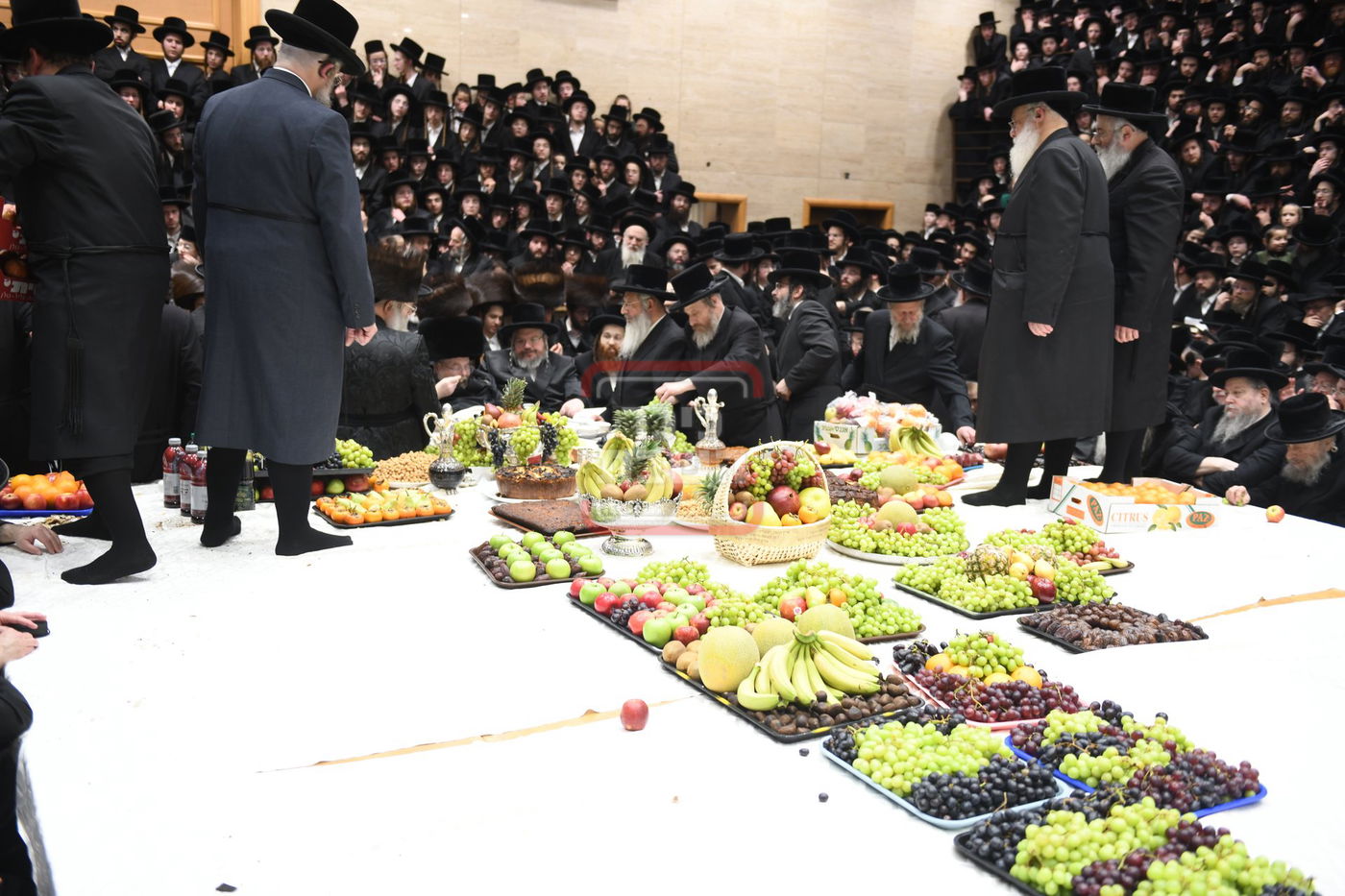 ט"ו בשבט בחצה"ק בעלזא