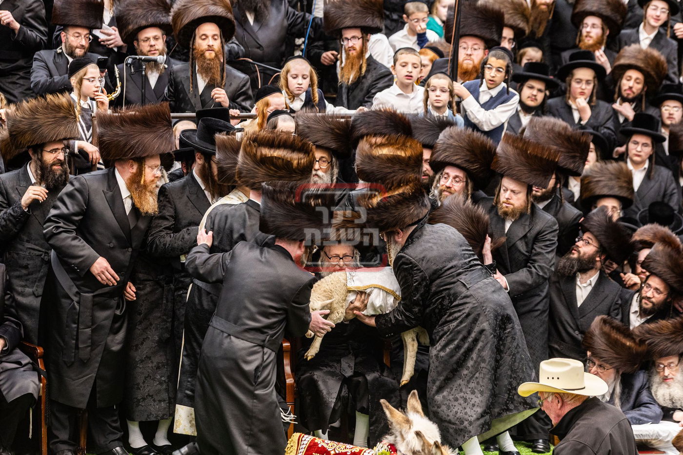 מעמד פדיון פטר חמור בסאטמר בהשתתפות האדמו"ר מסערדאהעלי