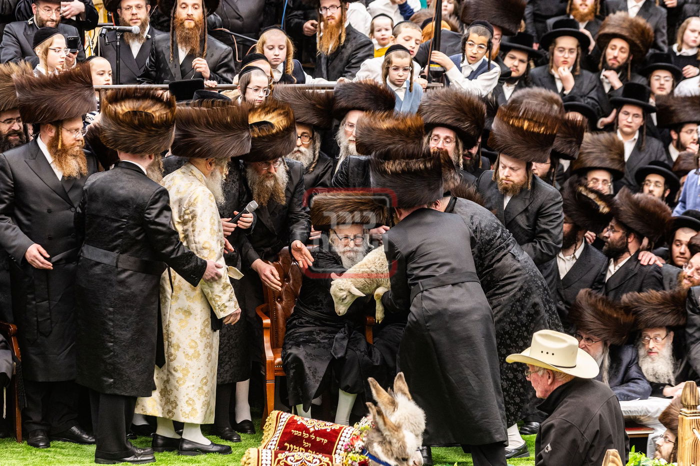 מעמד פדיון פטר חמור בסאטמר בהשתתפות האדמו"ר מסערדאהעלי