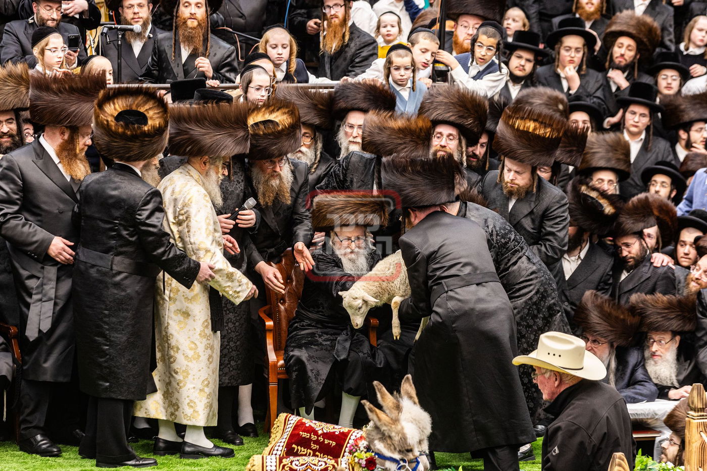 מעמד פדיון פטר חמור בסאטמר בהשתתפות האדמו"ר מסערדאהעלי