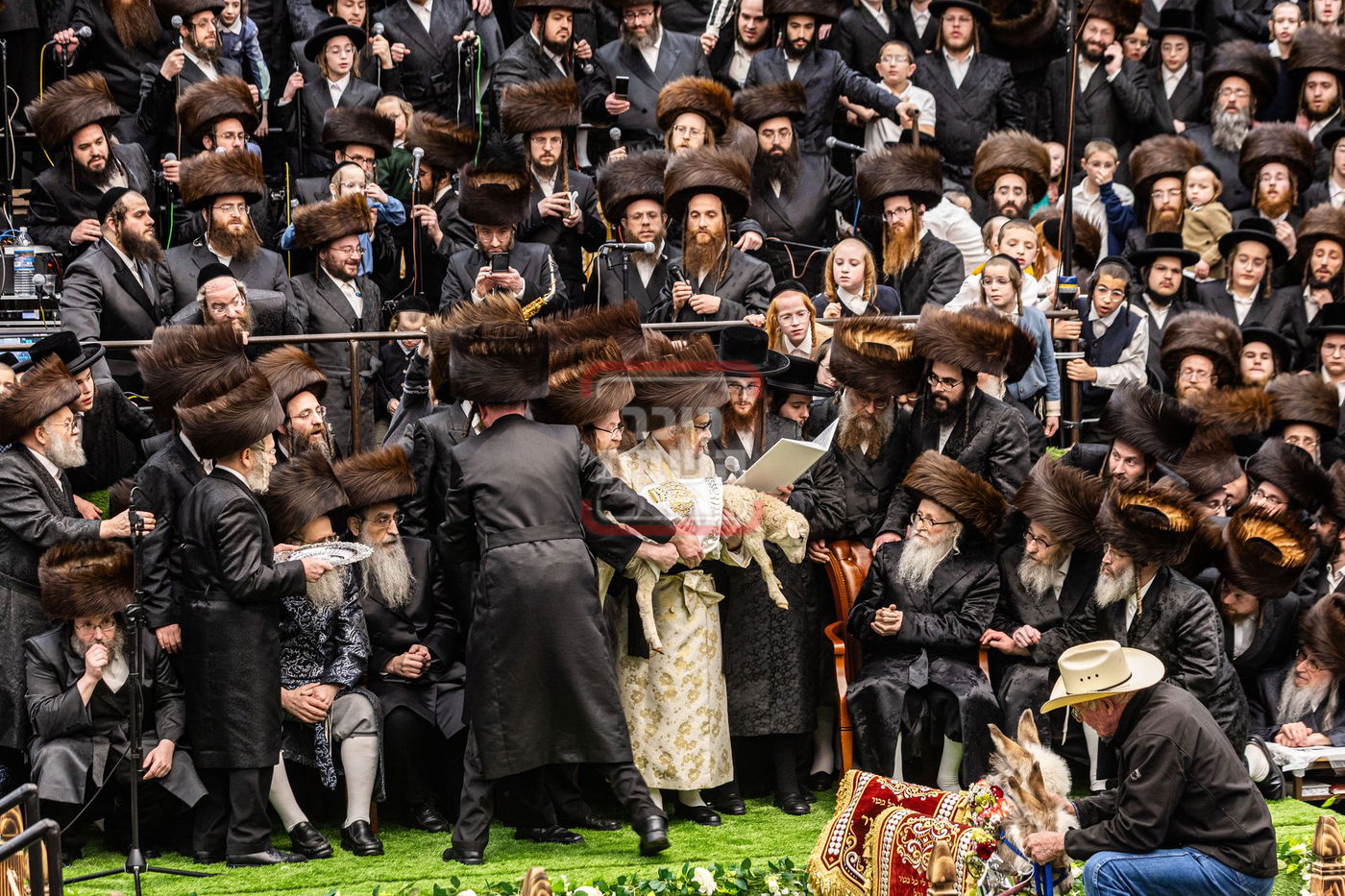 מעמד פדיון פטר חמור בסאטמר בהשתתפות האדמו"ר מסערדאהעלי