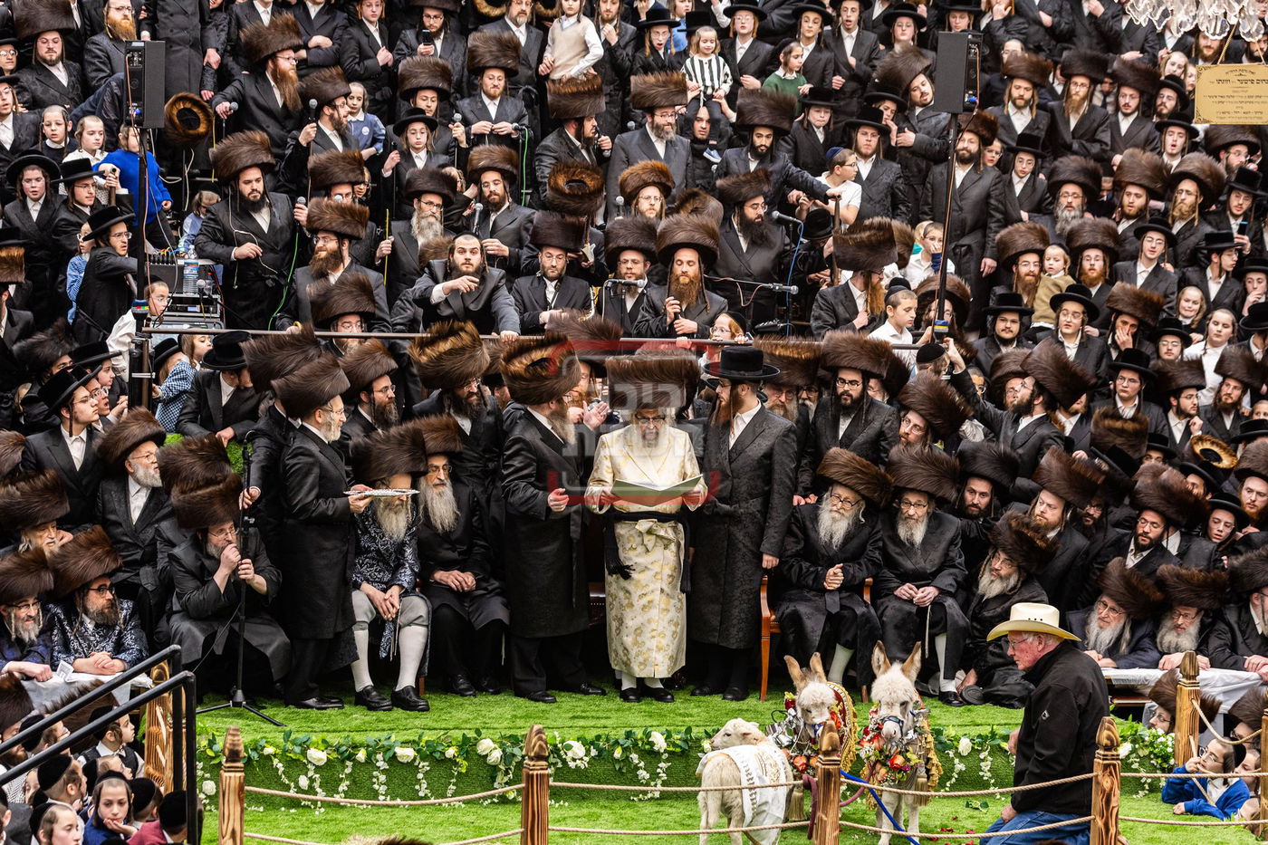 מעמד פדיון פטר חמור בסאטמר בהשתתפות האדמו"ר מסערדאהעלי