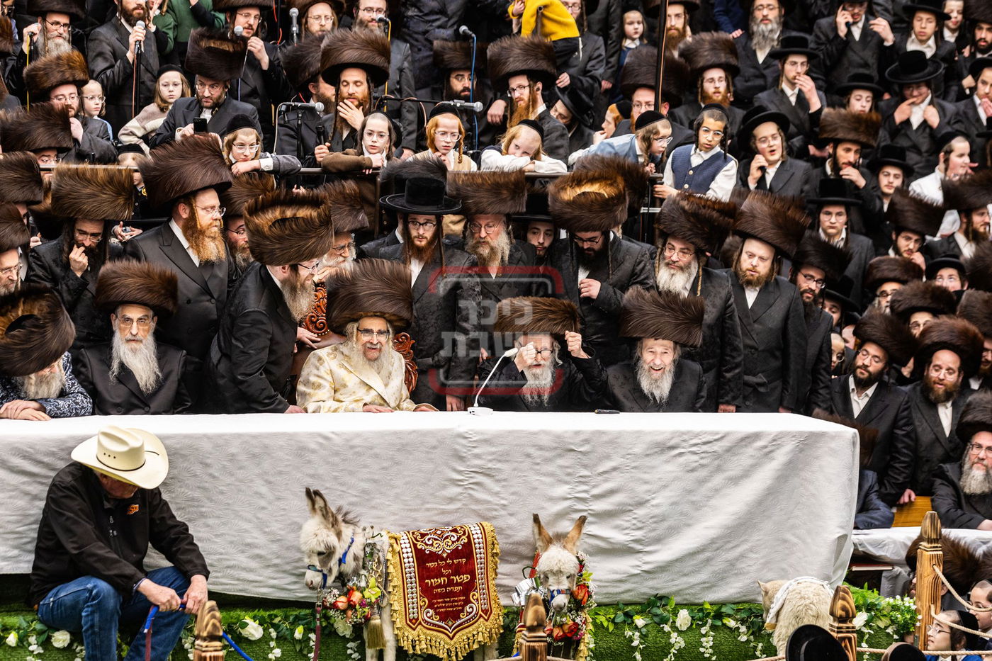 מעמד פדיון פטר חמור בסאטמר בהשתתפות האדמו"ר מסערדאהעלי