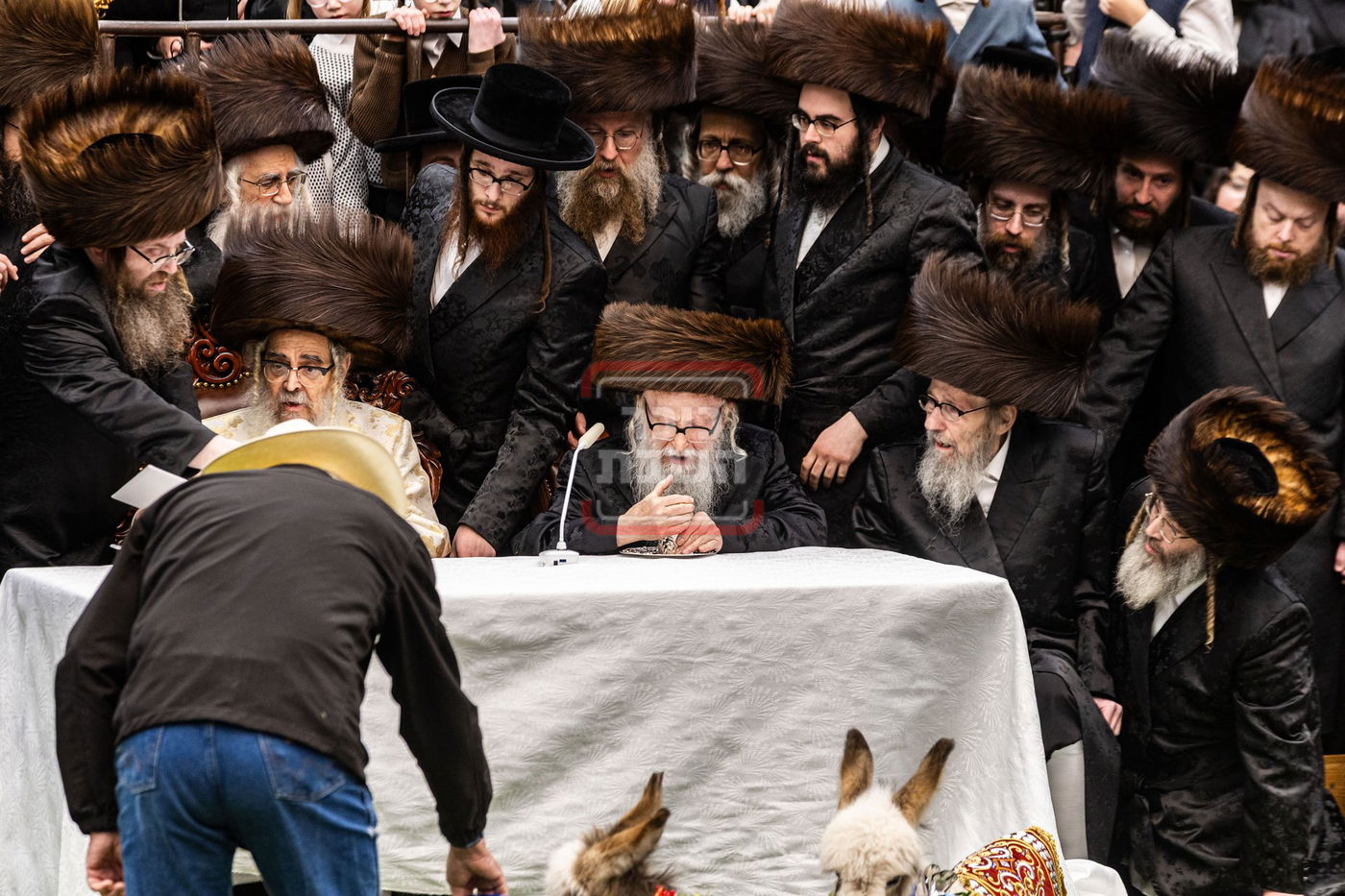 מעמד פדיון פטר חמור בסאטמר בהשתתפות האדמו"ר מסערדאהעלי