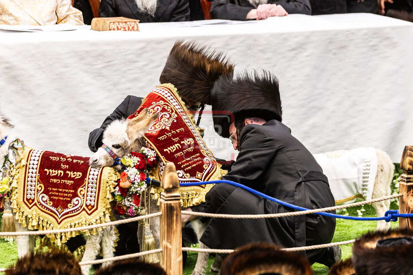 מעמד פדיון פטר חמור בסאטמר בהשתתפות האדמו"ר מסערדאהעלי