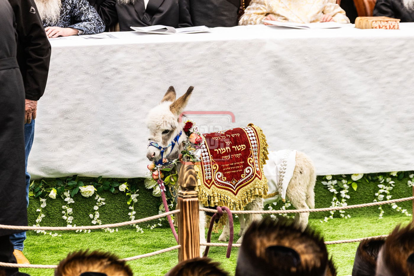 מעמד פדיון פטר חמור בסאטמר בהשתתפות האדמו"ר מסערדאהעלי