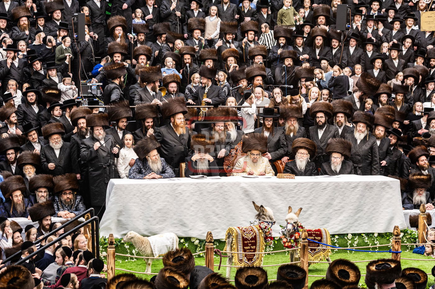 מעמד פדיון פטר חמור בסאטמר בהשתתפות האדמו"ר מסערדאהעלי