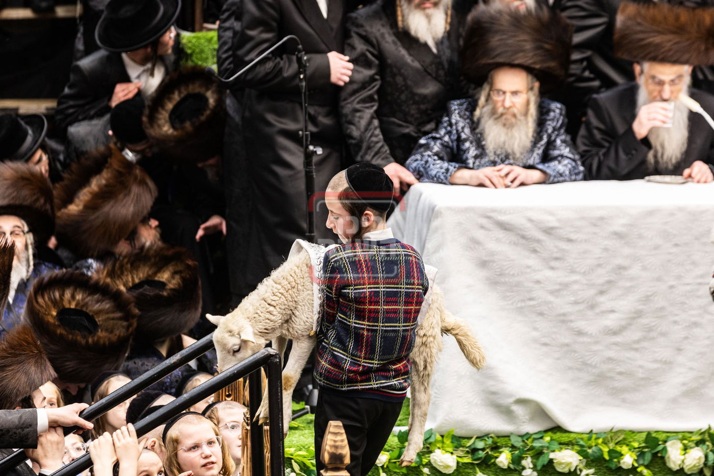 מעמד פדיון פטר חמור בסאטמר בהשתתפות האדמו"ר מסערדאהעלי