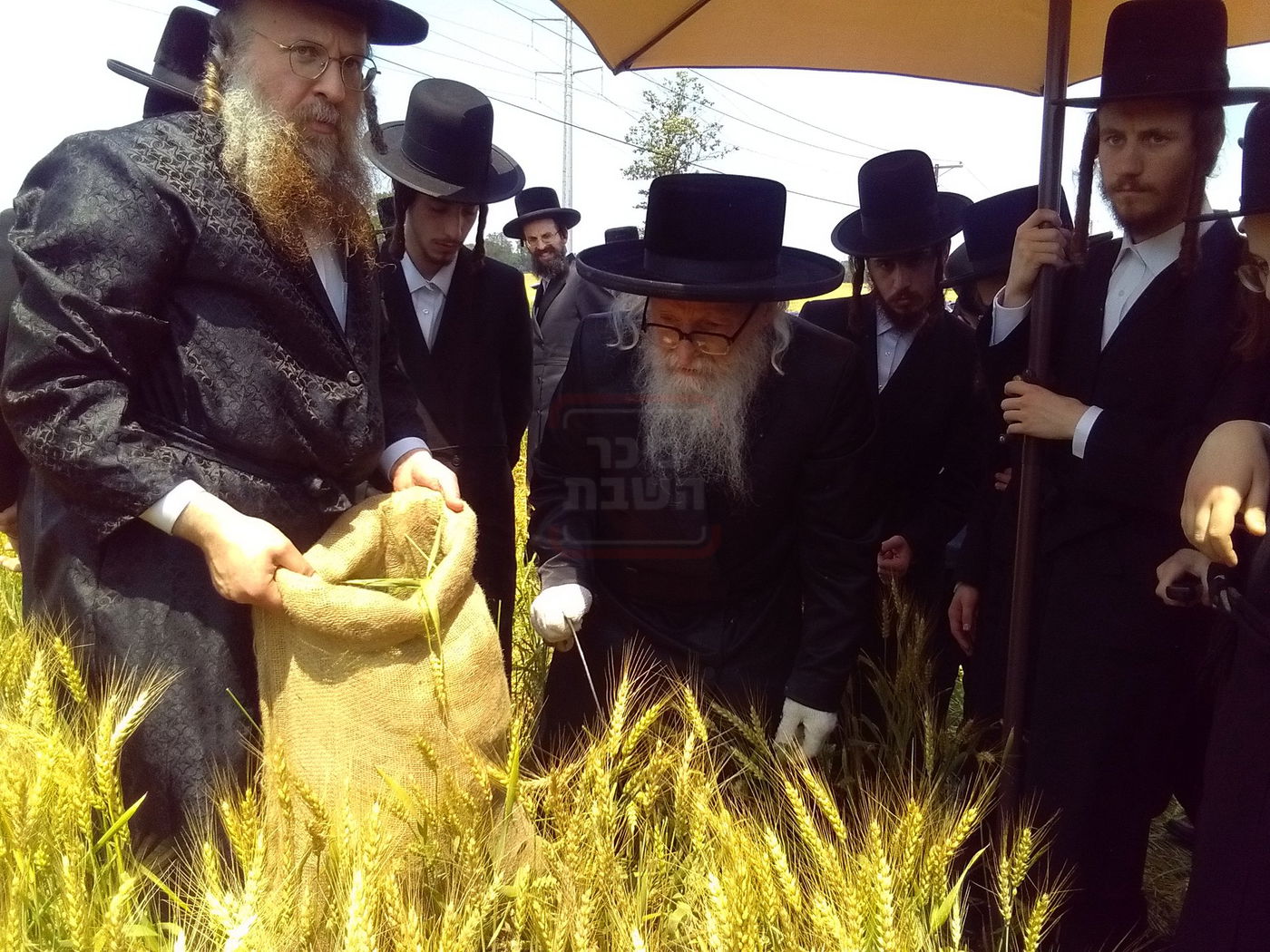 האדמו"ר מסערדאהעלי בקצירת חיטים 
