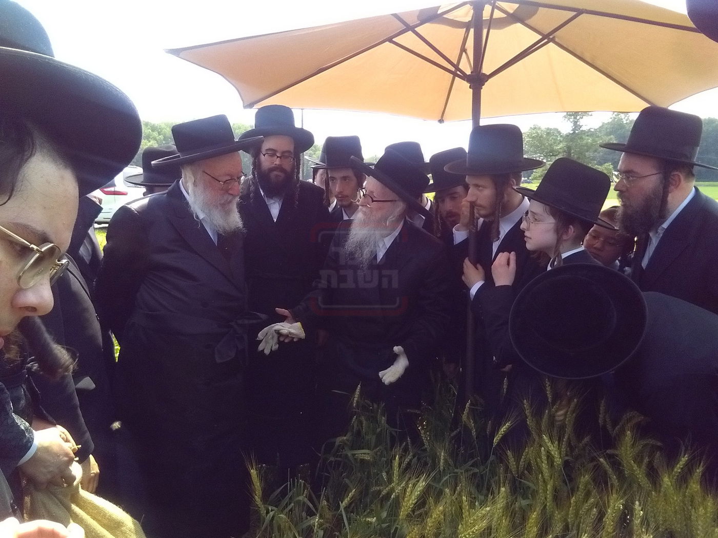 האדמו"ר מסערדאהעלי בקצירת חיטים 