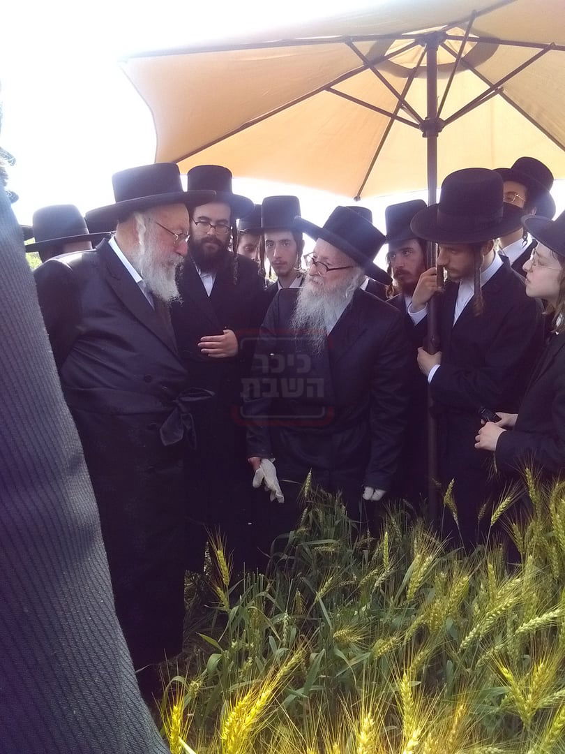 האדמו"ר מסערדאהעלי בקצירת חיטים 