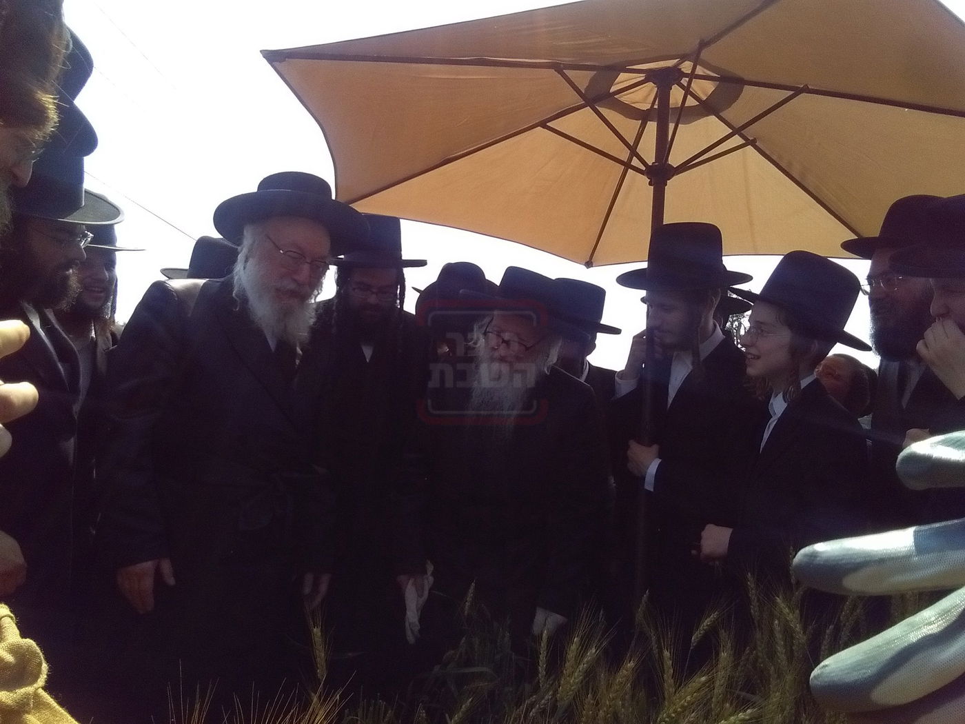 האדמו"ר מסערדאהעלי בקצירת חיטים 