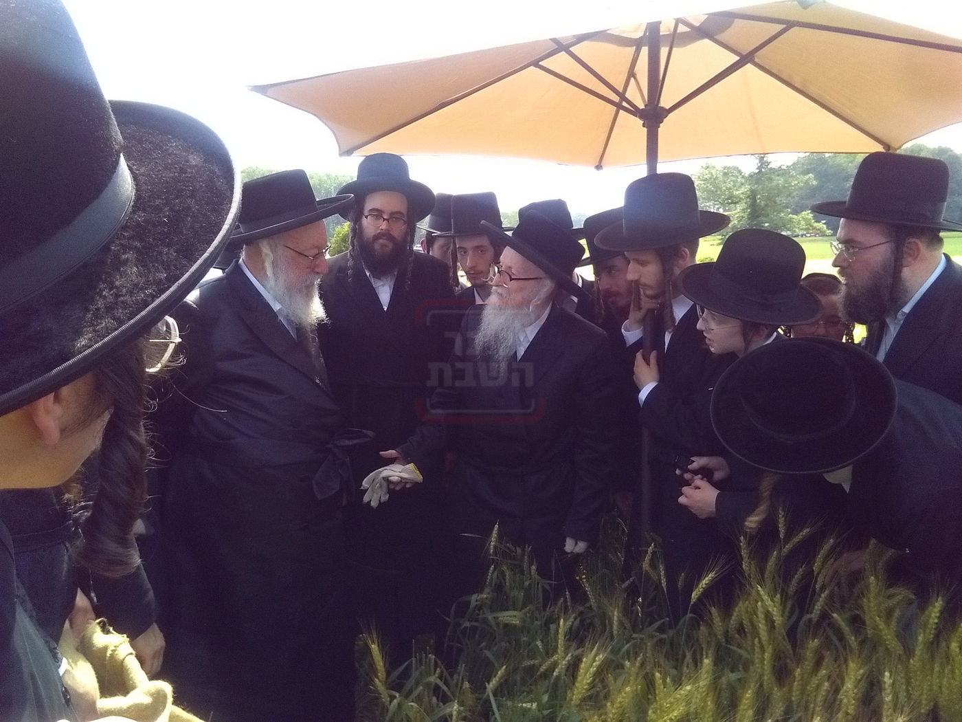 האדמו"ר מסערדאהעלי בקצירת חיטים 