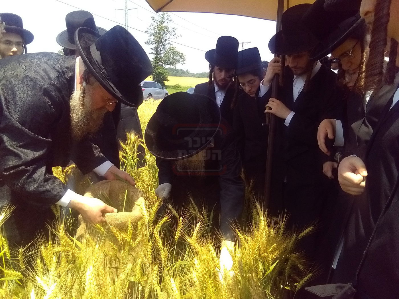 האדמו"ר מסערדאהעלי בקצירת חיטים 