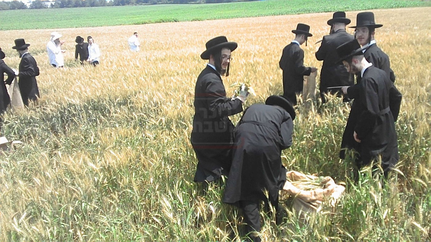 האדמו"ר מסערדאהעלי בקצירת חיטים 