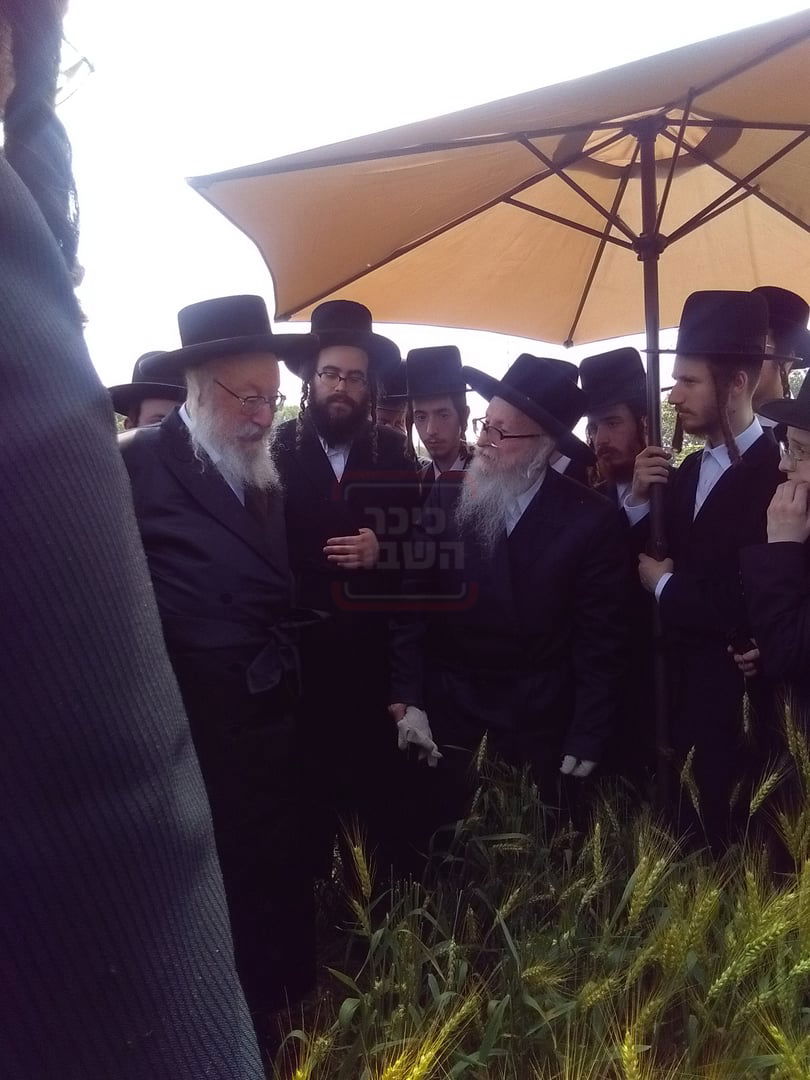 האדמו"ר מסערדאהעלי בקצירת חיטים 