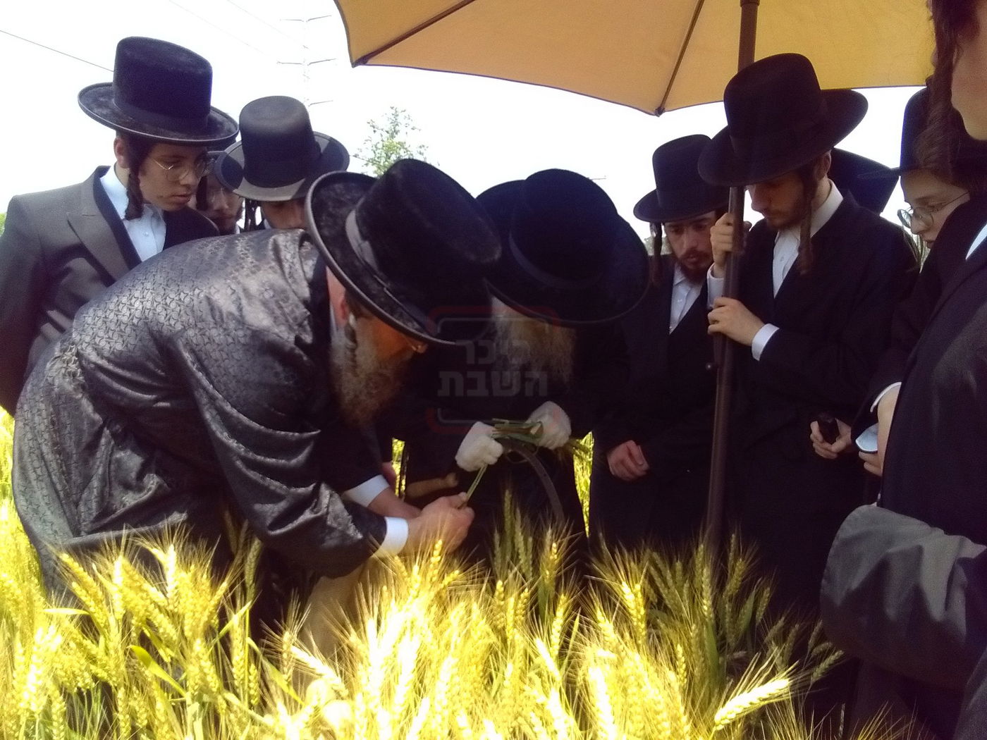 האדמו"ר מסערדאהעלי בקצירת חיטים 