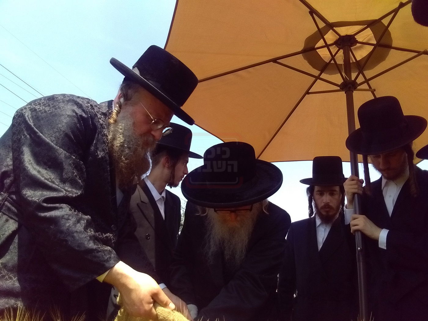 האדמו"ר מסערדאהעלי בקצירת חיטים 