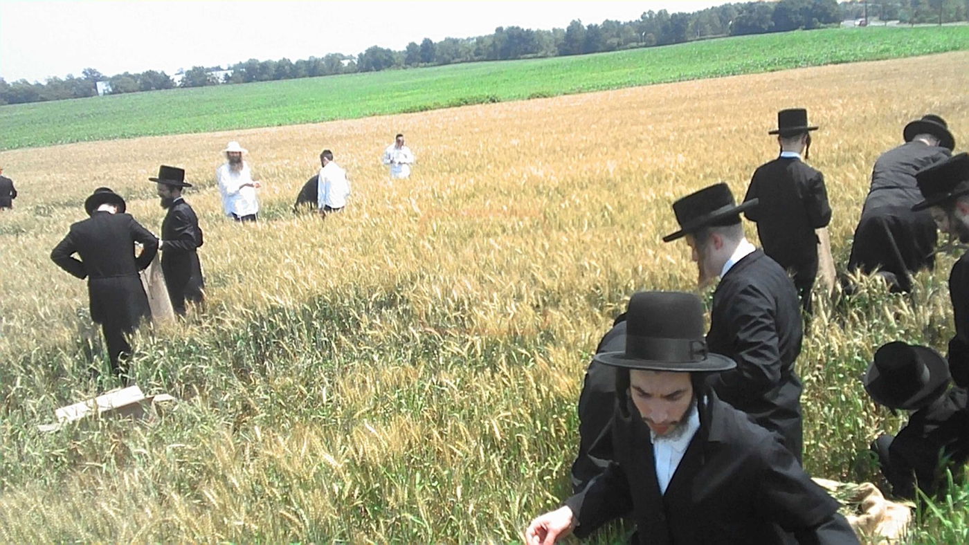האדמו"ר מסערדאהעלי בקצירת חיטים 