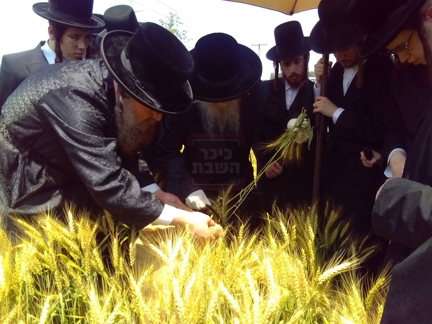 האדמו"ר מסערדאהעלי בקצירת חיטים 