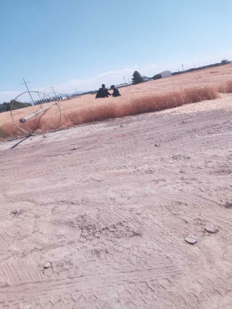 הגה"צ רבי מנחם מנדל טייטלבוים בקצירת חיטים