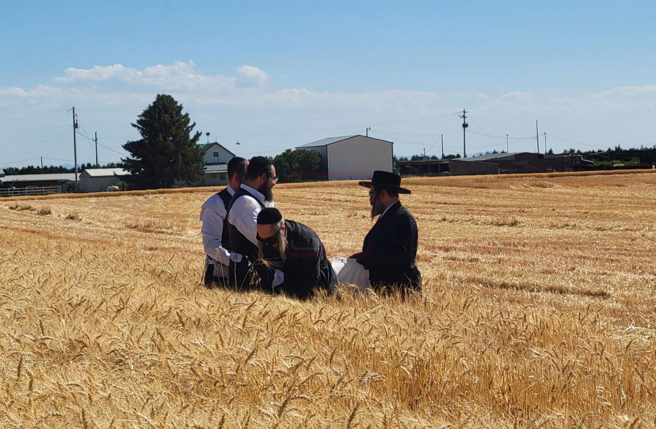 הגה"צ רבי מנחם מנדל טייטלבוים בקצירת חיטים