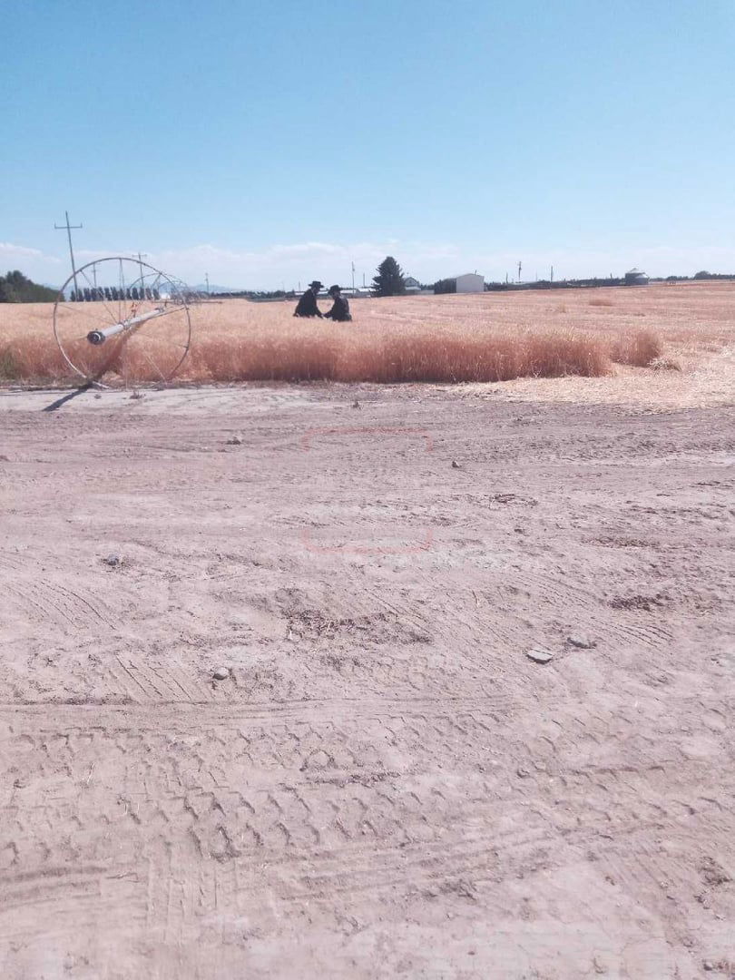 הגה"צ רבי מנחם מנדל טייטלבוים בקצירת חיטים