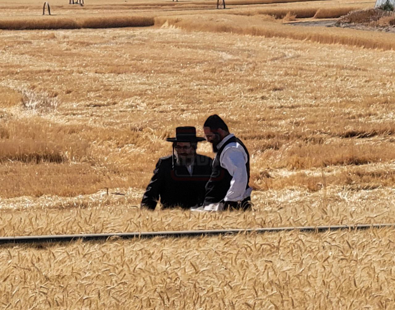 הגה"צ רבי מנחם מנדל טייטלבוים בקצירת חיטים