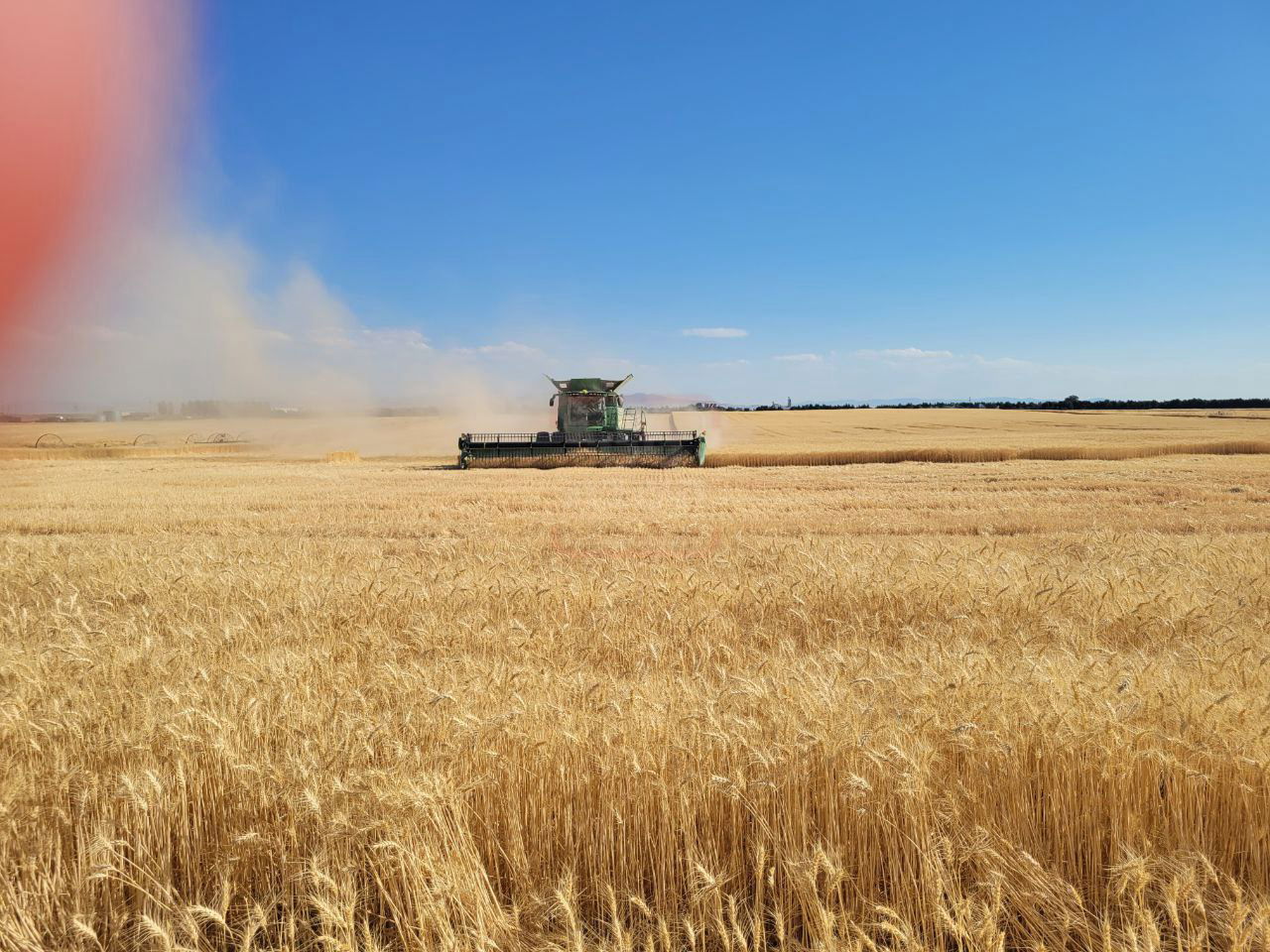 הגה"צ רבי מנחם מנדל טייטלבוים בקצירת חיטים