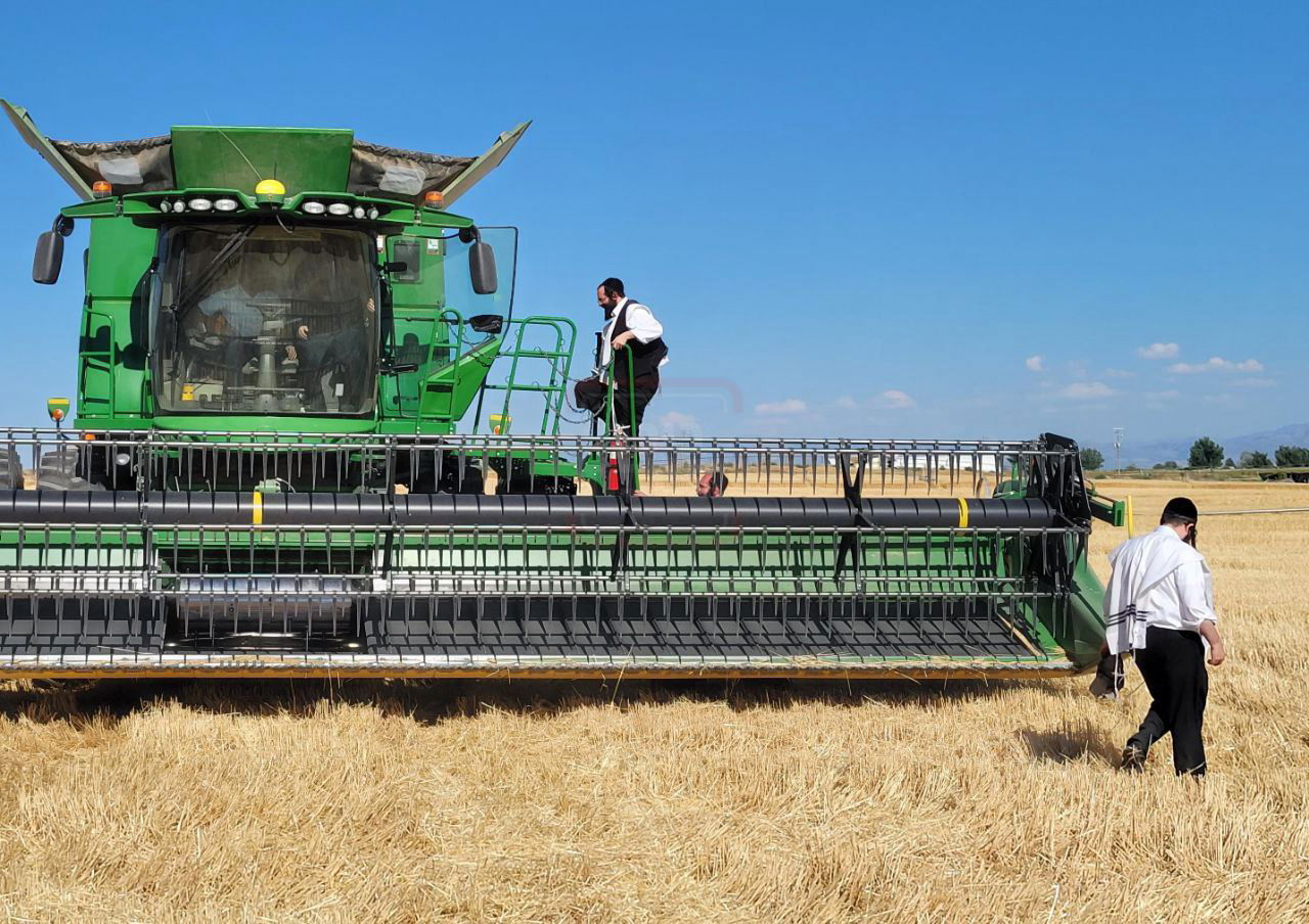הגה"צ רבי מנחם מנדל טייטלבוים בקצירת חיטים