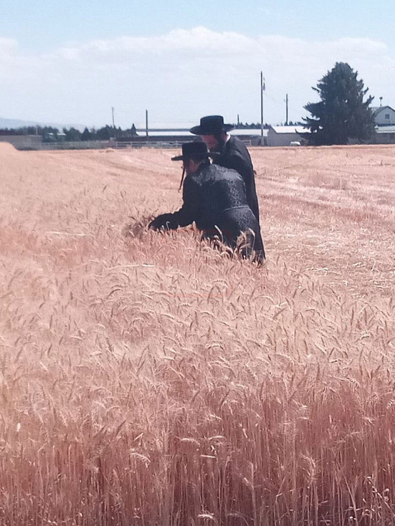 הגה"צ רבי מנחם מנדל טייטלבוים בקצירת חיטים