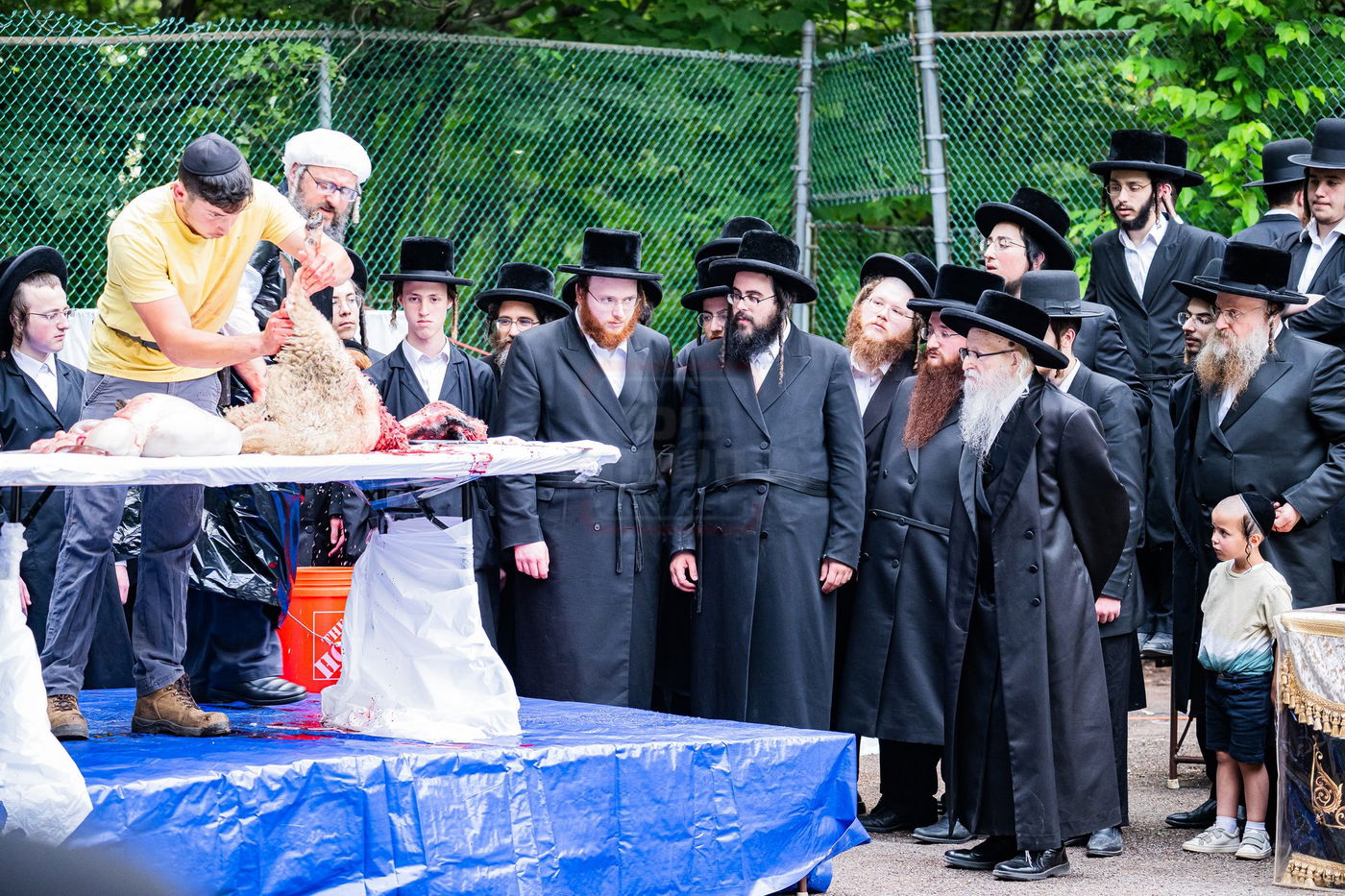  מעמד שחיטת כבש הפדיון במחנה ישיבת סערדאהעלי
